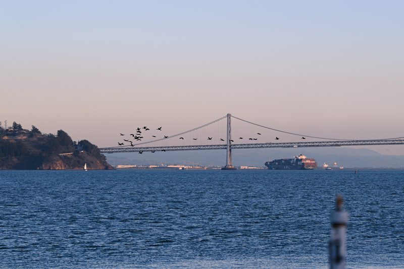 Bridge at dusk with a flock of birds passing