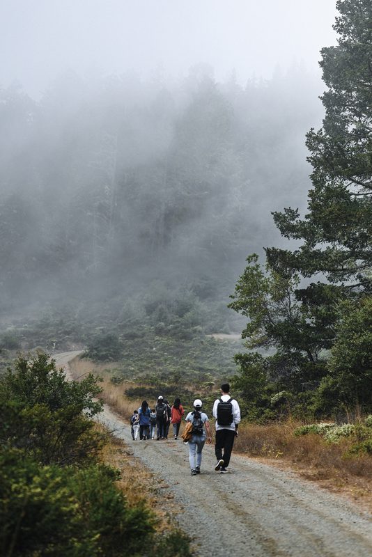 Hikers walking up a foggy trail lined with trees