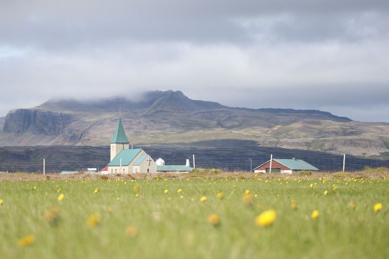 Village church with a green spire behind a field of yellow flowers