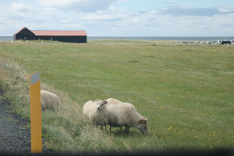 Sheep grazing beside a barn with a red roof